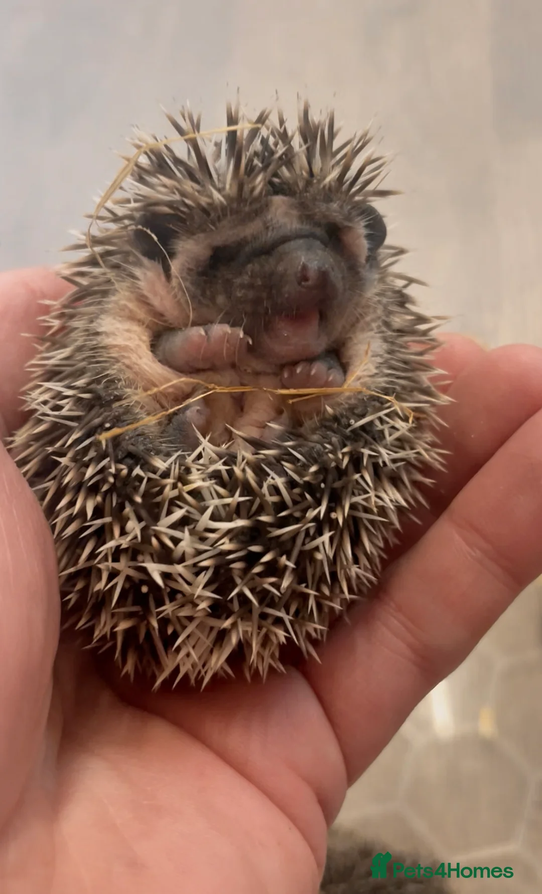 Pygmy Hedgehog rodents for sale: African Pygmy Hedgehog Babies Ready 2 Reserve   - Advert 3