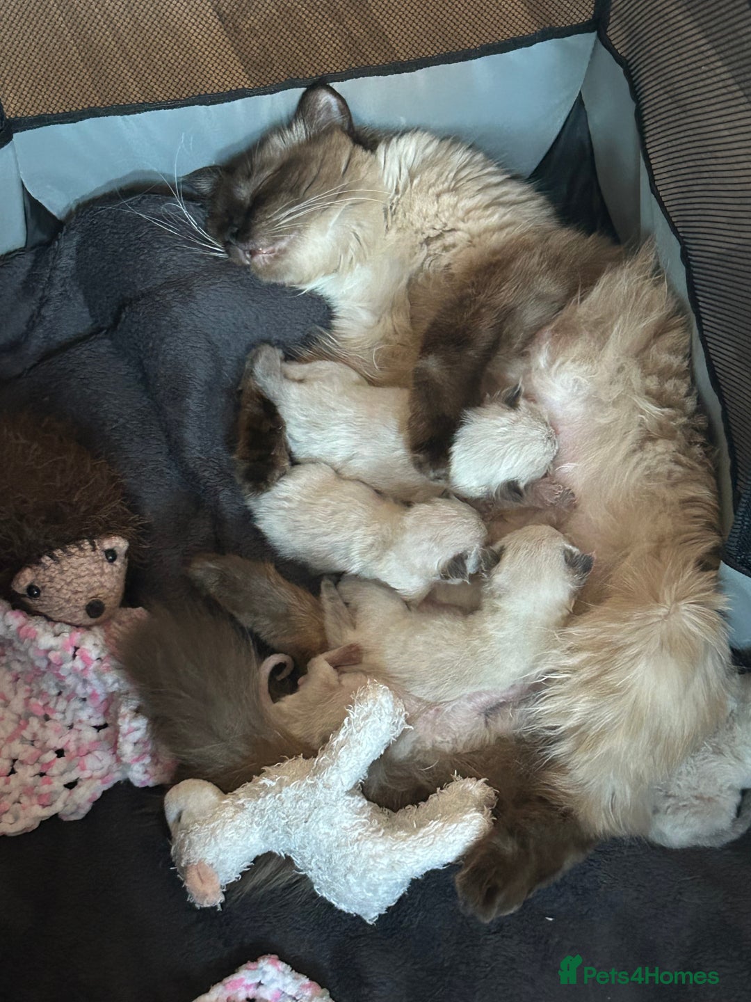 Ragdoll cats for sale: 💞 RAGDOLL Kittens Ready 13th August GrCh Blood - Image 2