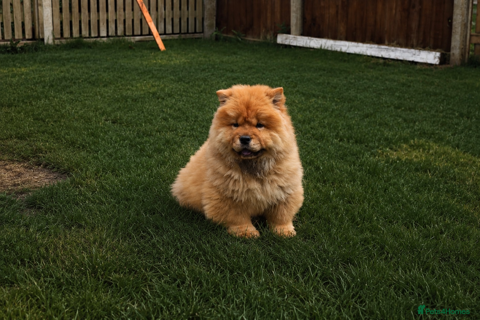 Chow Chow dogs Beautiful Chow girls available now  - Advert 1