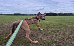 Mixed Breed dogs for sale: Belgian Malinois Kupa - Image 4