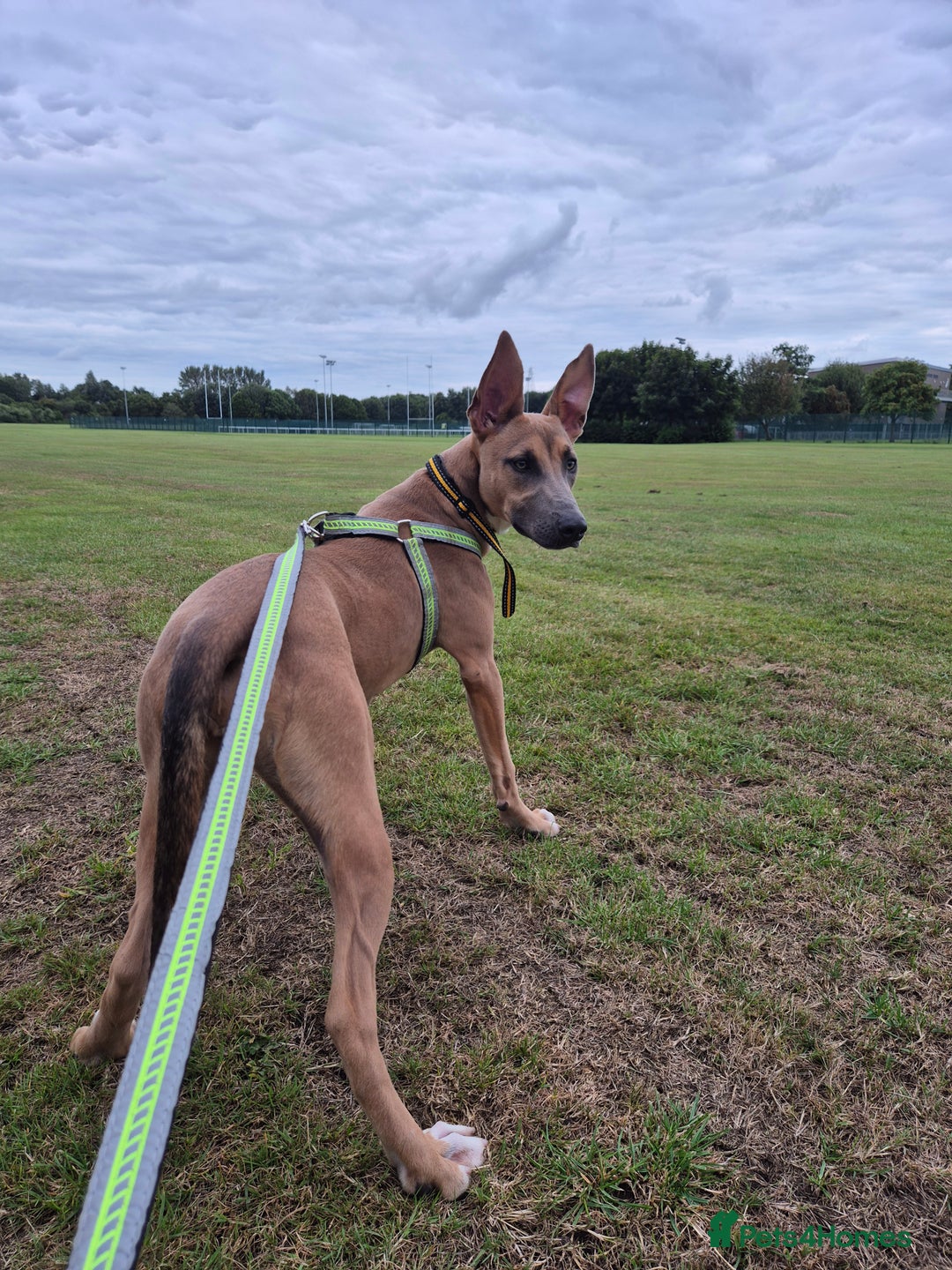 Mixed Breed dogs for sale: Belgian Malinois Kupa - Image 4