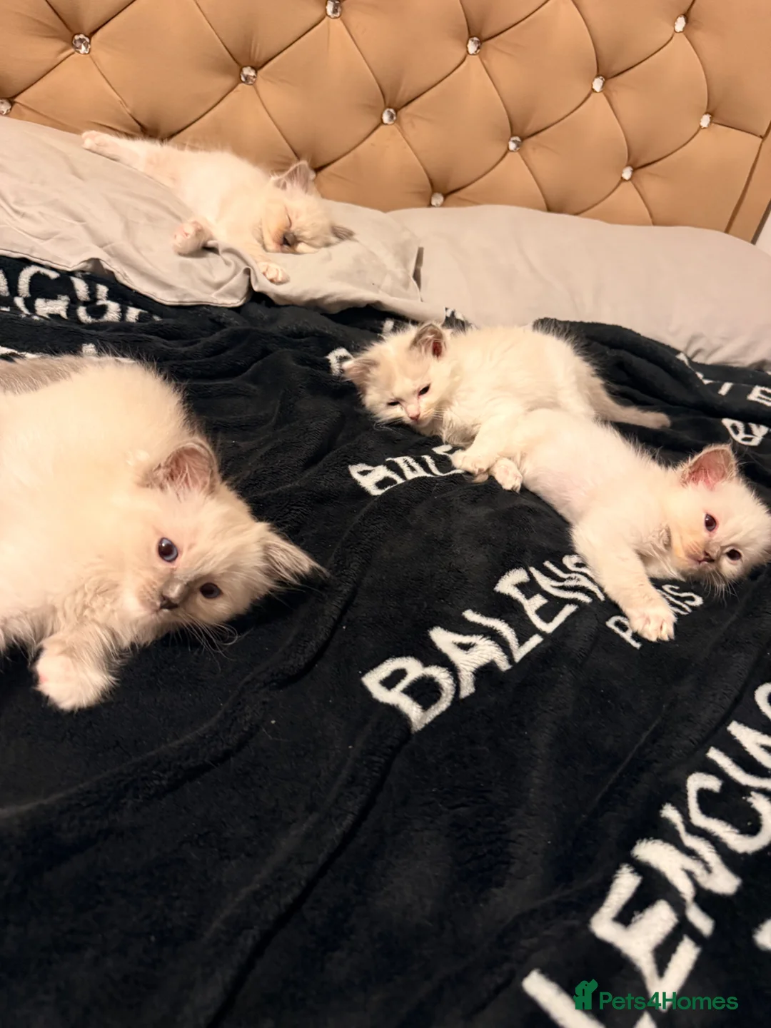 Ragdoll cats for sale: Pedigree Ragdoll Kittens GCCF Registered   in Dagenham - Advert 1