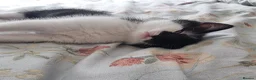 Russian Blue cats for sale: Blue Russian mixed breed kittens - Advert 9
