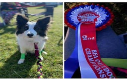 Border Collie dogs for sale: WINNING CRUFTS COMPETITORS. KC REG, HEALTH TESTED - Image 17