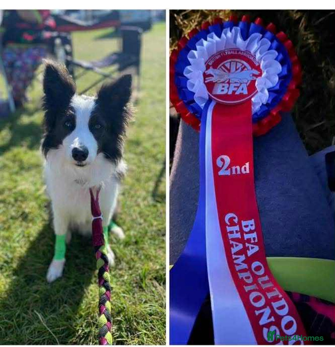 Border Collie dogs for sale: WINNING CRUFTS COMPETITORS. KC REG, HEALTH TESTED - Image 17
