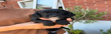 Sprocker 8