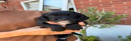 Sprocker dogs for sale: Sprocker spaniel  - Advert 14