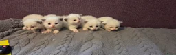 Ragdoll cats for sale: Beautiful Playful Ragdoll Kittens  - Advert 12