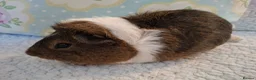 Guinea Pig rodents for sale: Lovely Young Guinea-Pigs Ready Now  - Advert 10