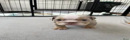 English Bulldog dogs for sale: English bulldog Fully KC registered @TheBullyLab26 - Advert 14