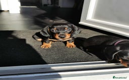 Dachshund dogs for sale: Smooth hair black and tan dachshund  - Image 6