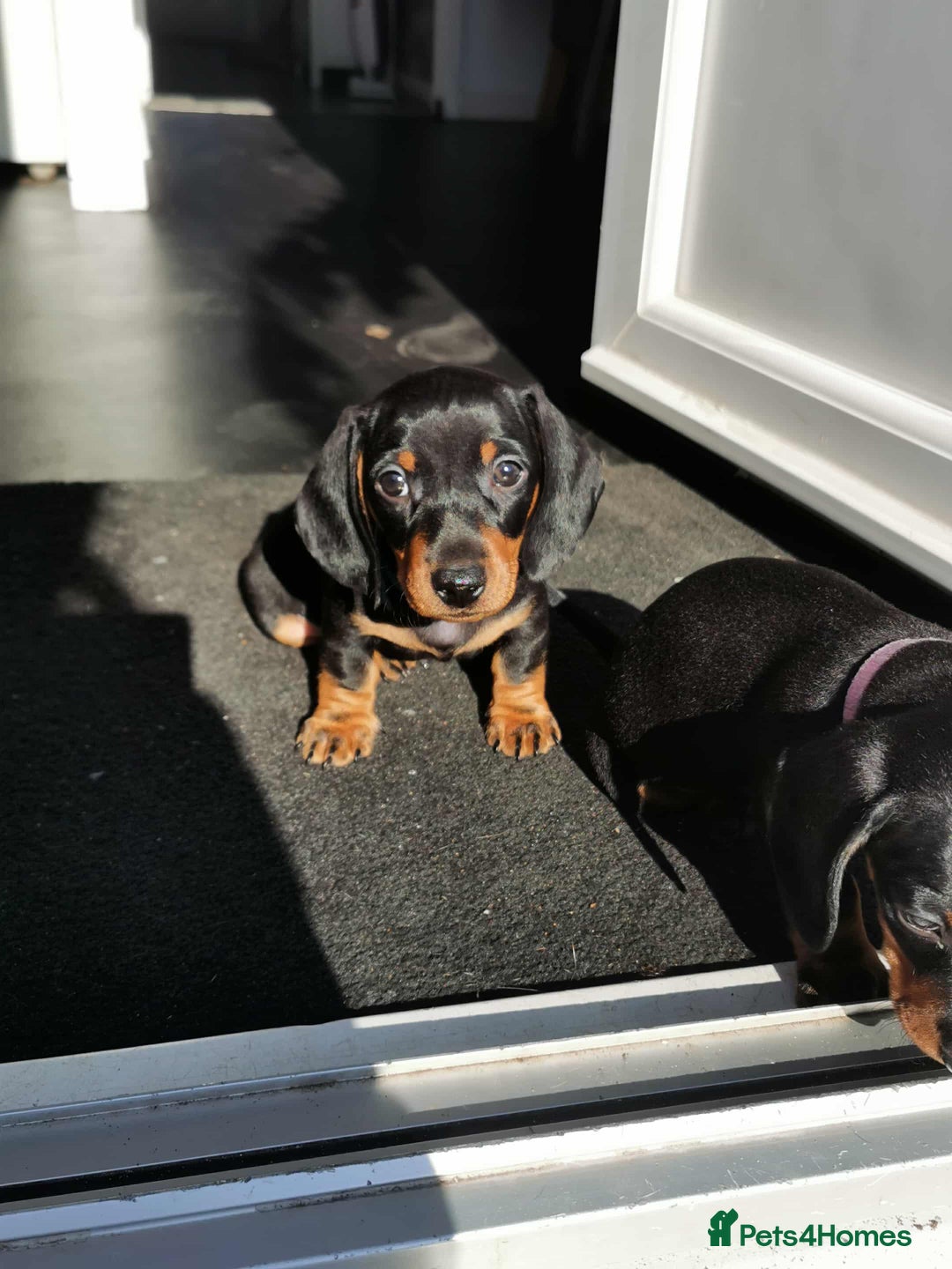 Dachshund dogs for sale: Smooth hair black and tan dachshund  - Image 6