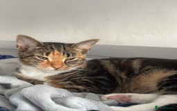 British Shorthair cats for sale: Miss noor  - Image 2