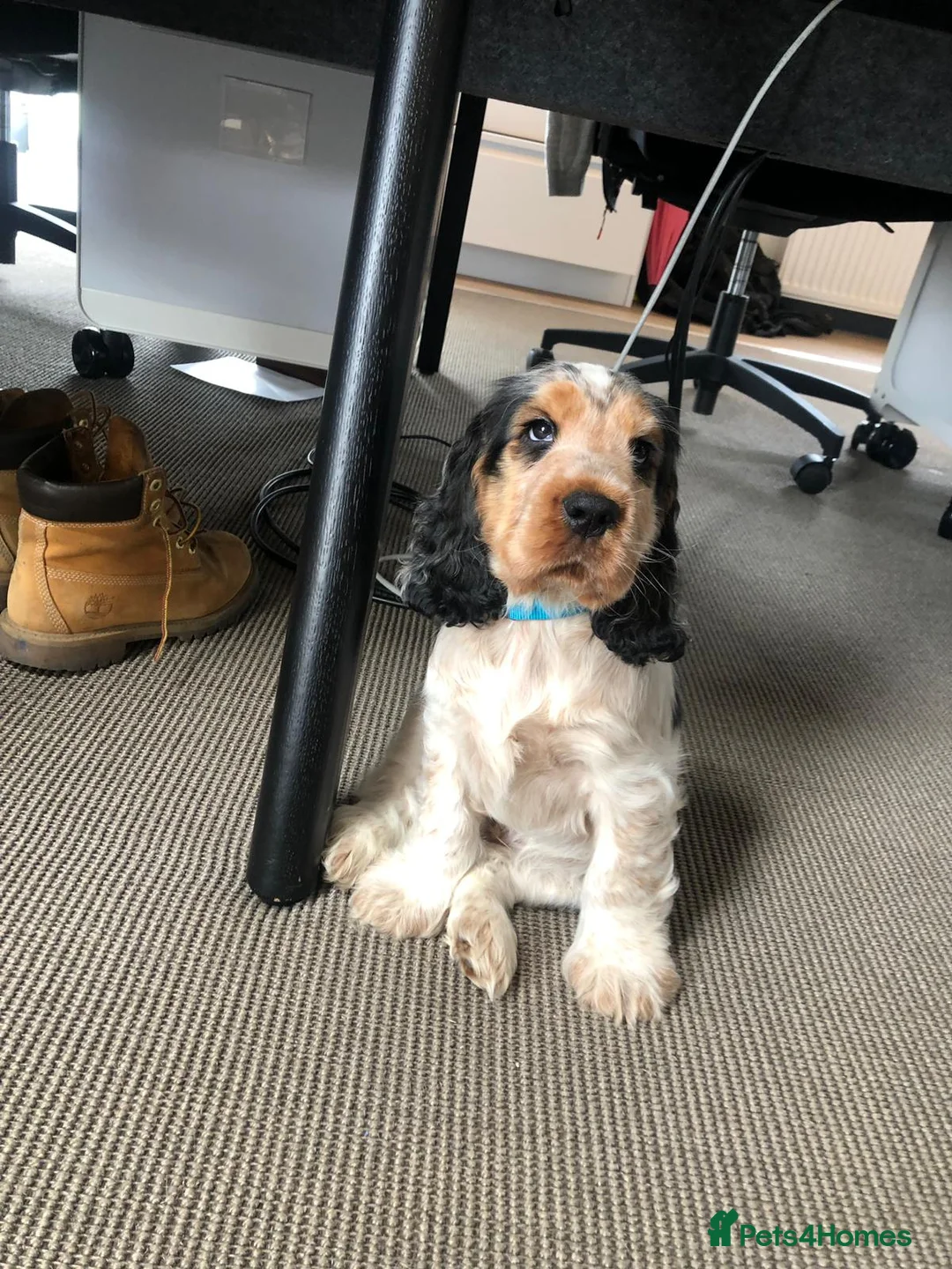 Cocker Spaniel dogs for stud: Stunning Sable, Show Cocker Stud,  Health Tested. in Market Drayton - Advert 35