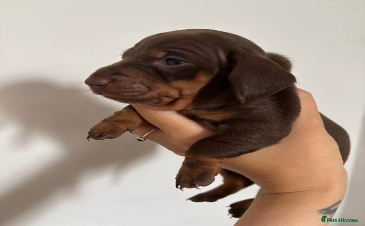 Dachshund dogs - Advert 11