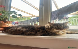 British Longhair cats for sale: Two sisters. Longhair and shorthair  - Image 4