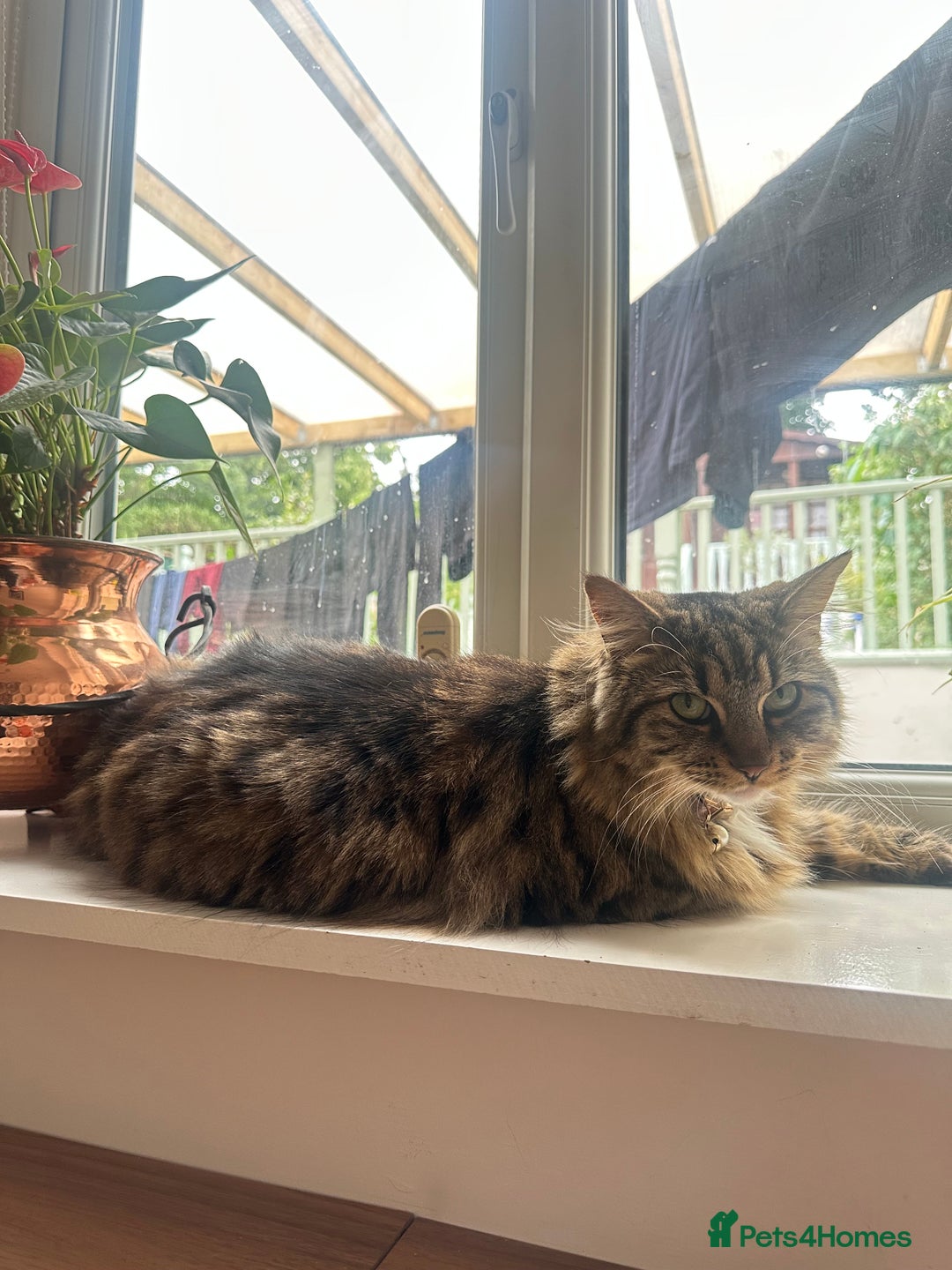 British Longhair cats for sale: Two sisters. Longhair and shorthair  - Image 4