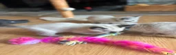 Ragdoll cats for sale: Ragdoll cross kittens  - Advert 21