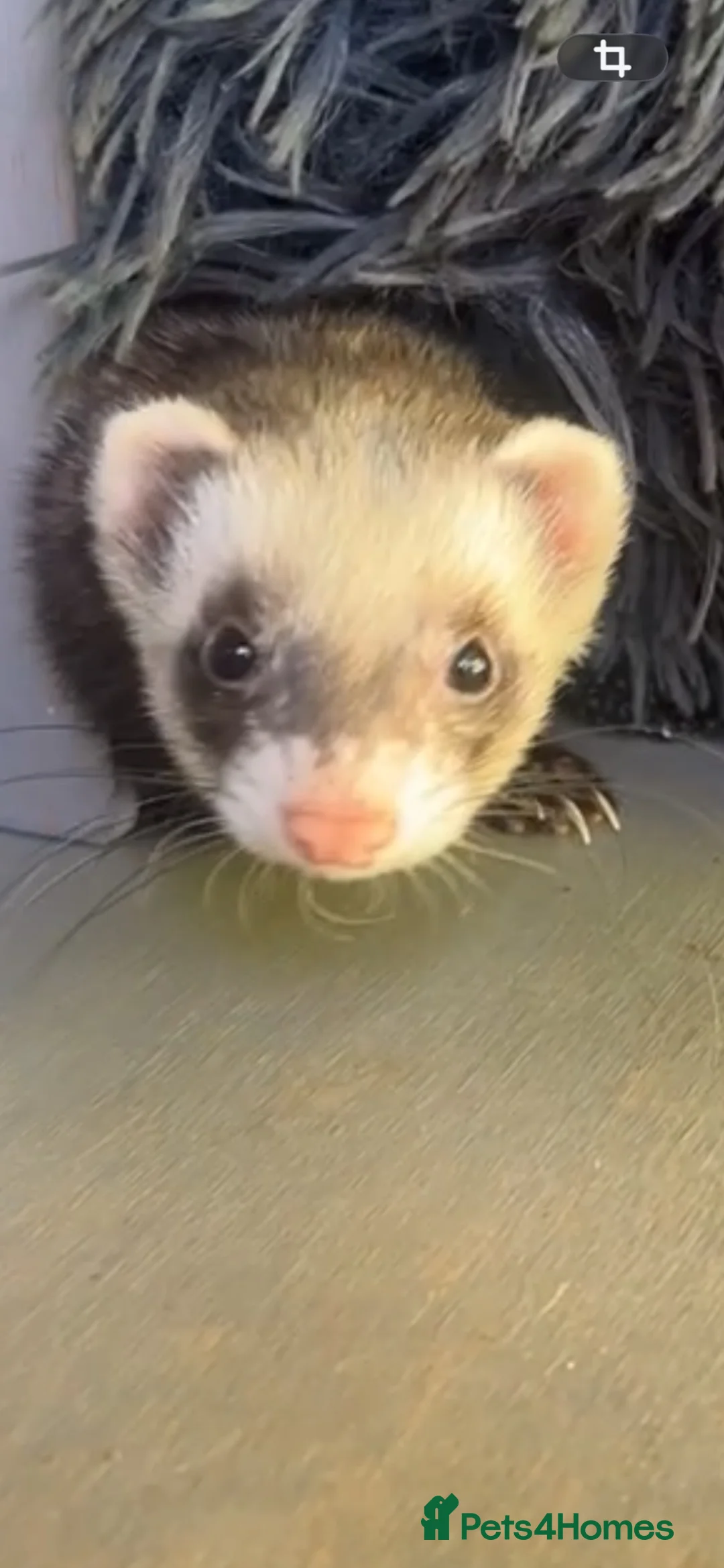 Ferret rodents for sale: Female ferret  - Advert 7