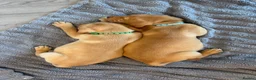 Labrador Retriever dogs for sale: 2 Boys Left red/Yellow KC Labrador puppies  - Advert 3