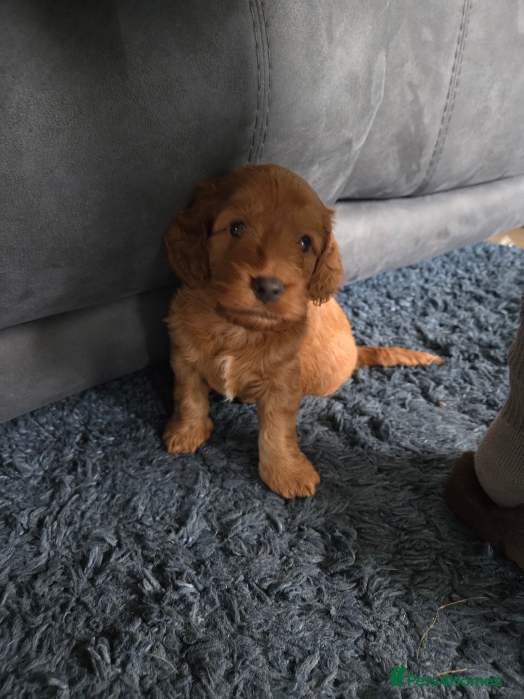 Cockapoo dogs for sale: 1 Beautiful Fox Red Boy Cockapoo Left  - Advert 21