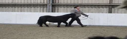 Shetland pony horses for sale: One in a million registered mare in Bristol - Advert 6