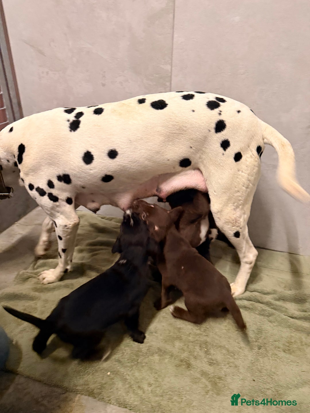 Mixed Breed dogs for sale: SURPRISE SURPRISE  - Advert 18