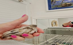 Quail poultry for sale: Quail (Button, King, Chinese Painted) - Image 6