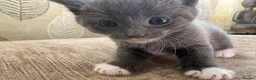 Mixed Breed cats for sale: 4 Gorgeous Kittens - Advert 9