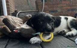 English Springer Spaniel dogs for sale: Male black and white springer spaniel  - Image 4