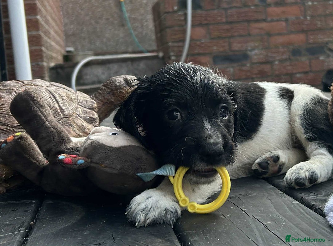 English Springer Spaniel dogs for sale: Male black and white springer spaniel  - Image 4