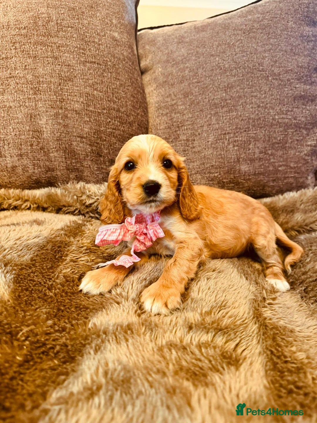 Cocker Spaniel dogs for sale: Stunning Litter of KC Reg Cocker Spaniel Puppies - Image 12
