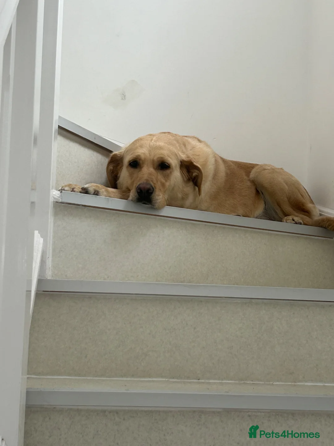 Goldador dogs for sale: 5 year old Goldador  in Derby - Advert 15