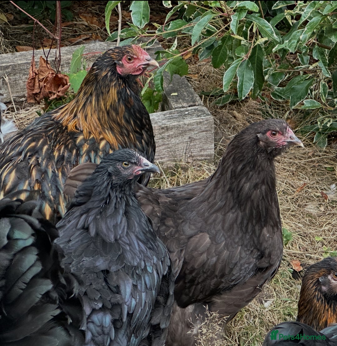 Chickens poultry for sale: Orpington chickens available  - Image 12