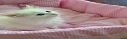Munchkin cats for sale: Turkish Angora x Munchkin male and female  - Advert 36