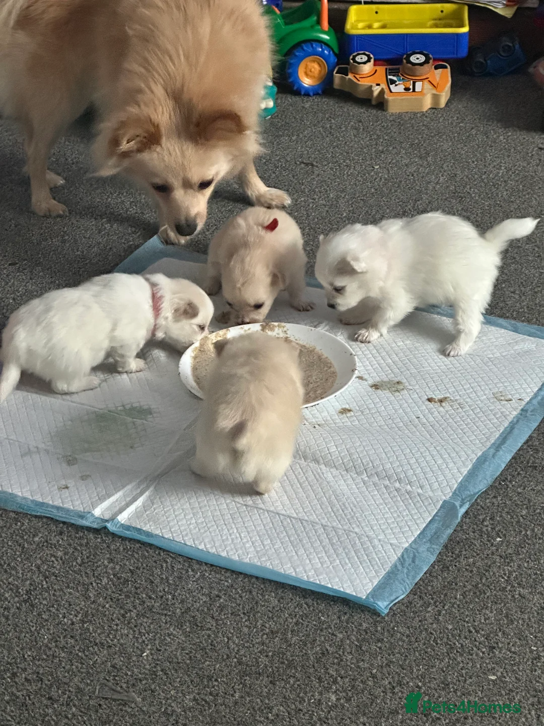 Pomeranian dogs for sale: Beautiful Pomeranian Puppies - Advert 28