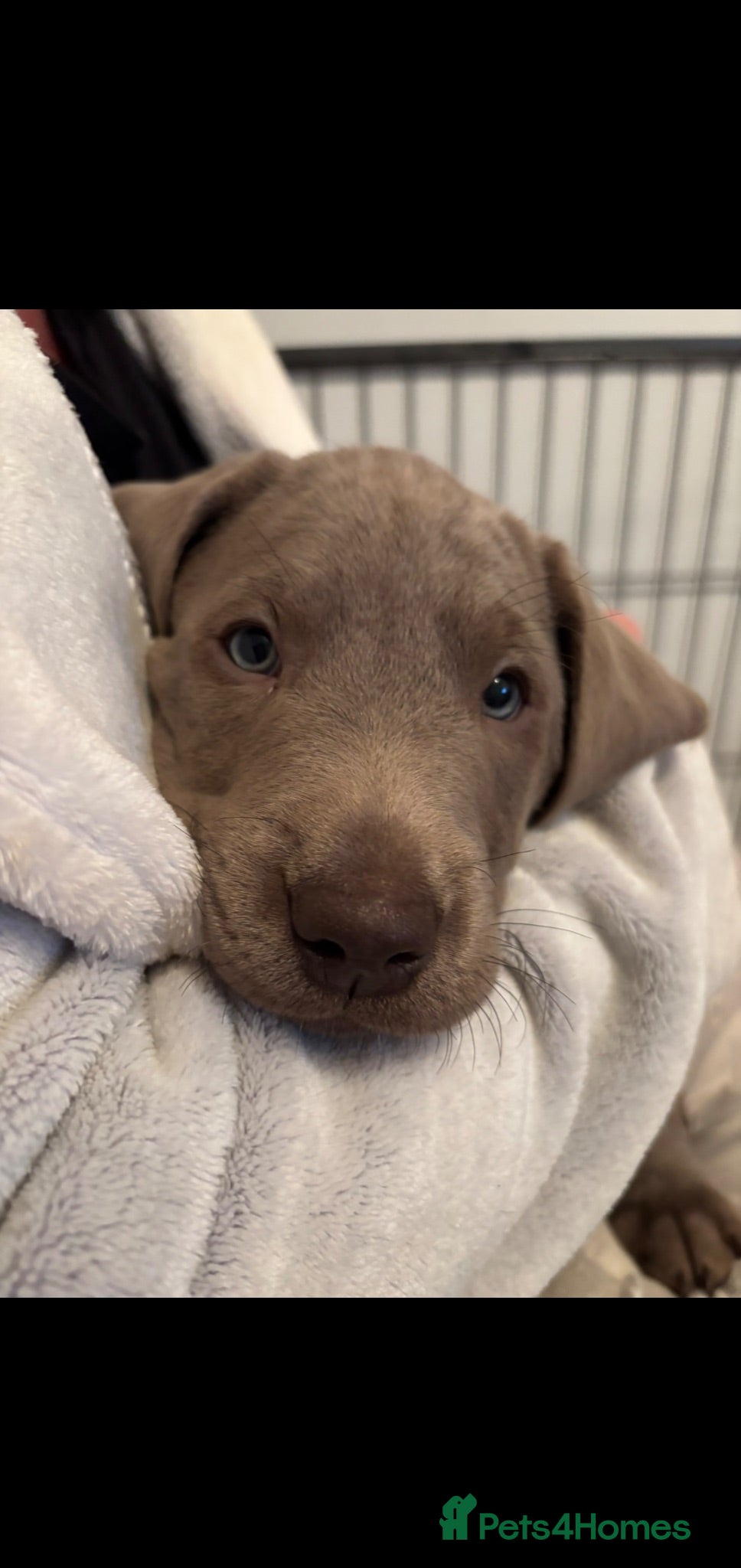 Labrador Retriever dogs *ONLY 3 LEFT* Gorgeous Silver Labrador Puppies! - Advert 1