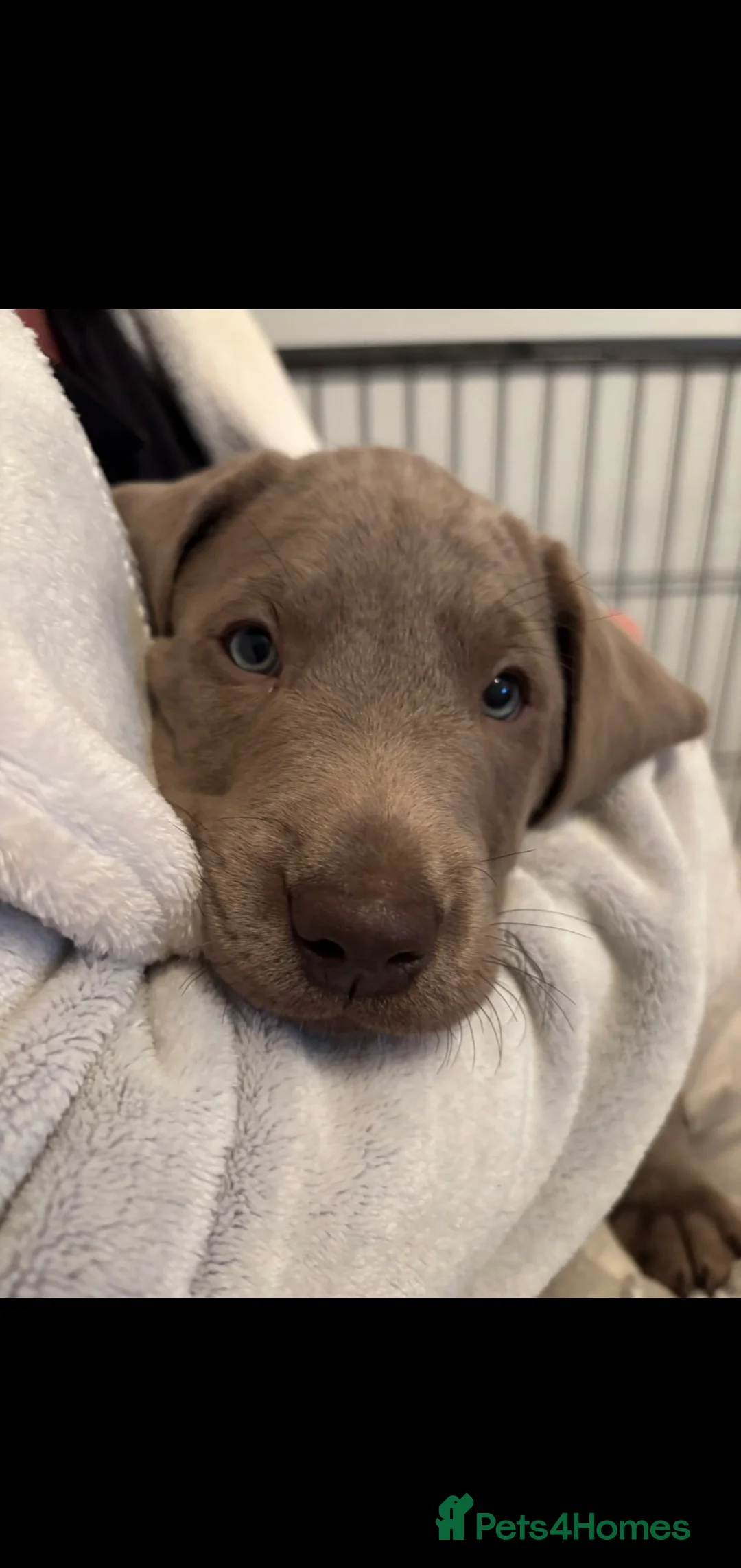 Labrador Retriever dogs for sale: WAITLIST IS OPEN FOR OUR NEXT LITTER - Advert 1