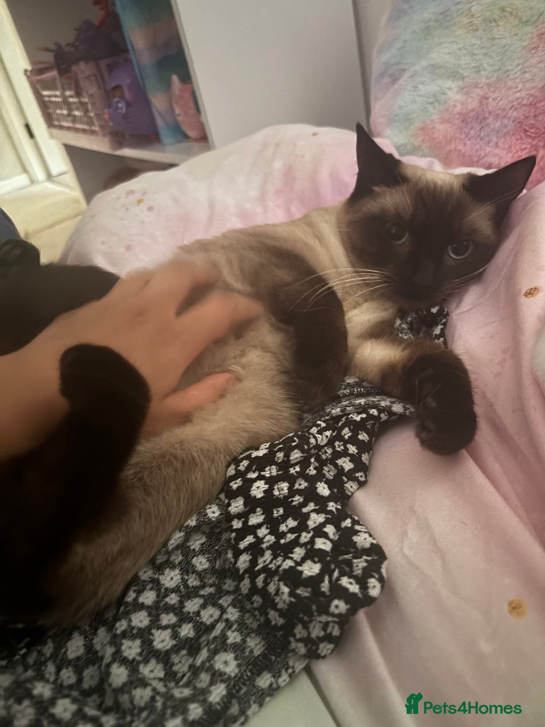 Siamese cats for sale: Ragdoll / Siamese Cat - Advert 2