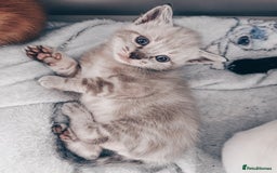 Mixed Breed cats for sale: Beautiful kittens looking for forever homes  - Image 3