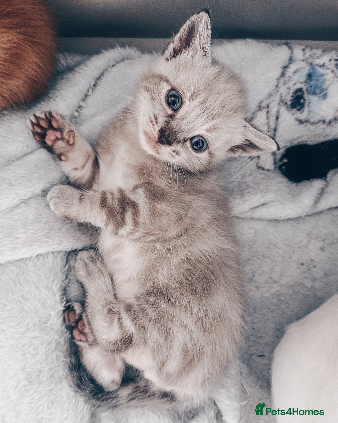 Mixed Breed cats for sale: Beautiful kittens looking for forever homes  - Image 3