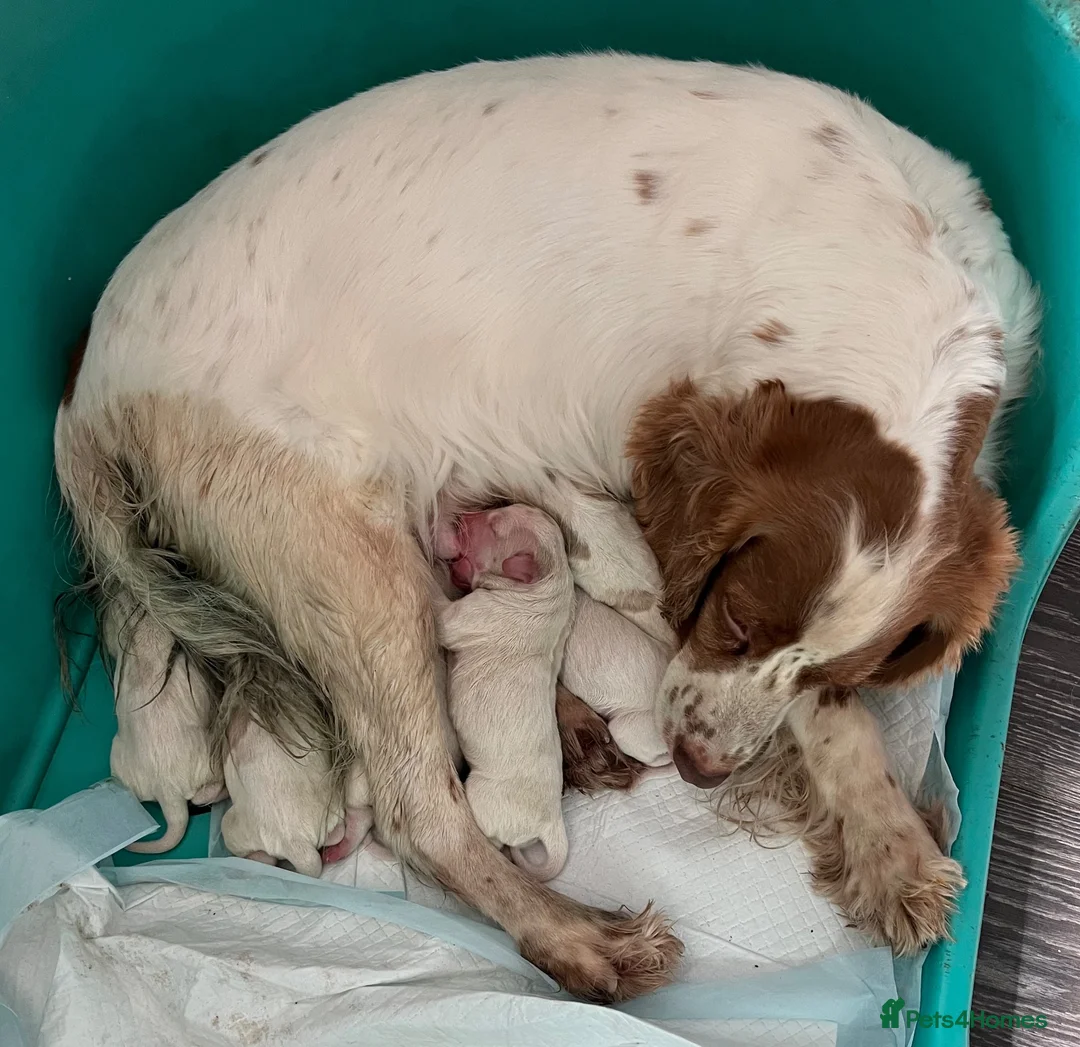 Cocker Spaniel dogs for sale: Working Cocker Spaniels - Advert 2