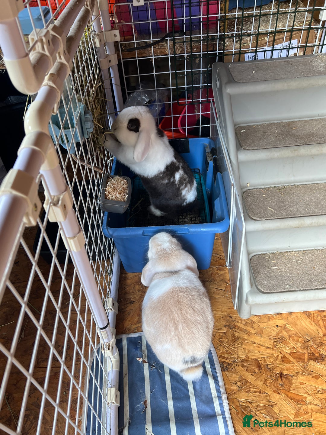 Mini Lop rabbits for sale: Minilops male and female  - Advert 16