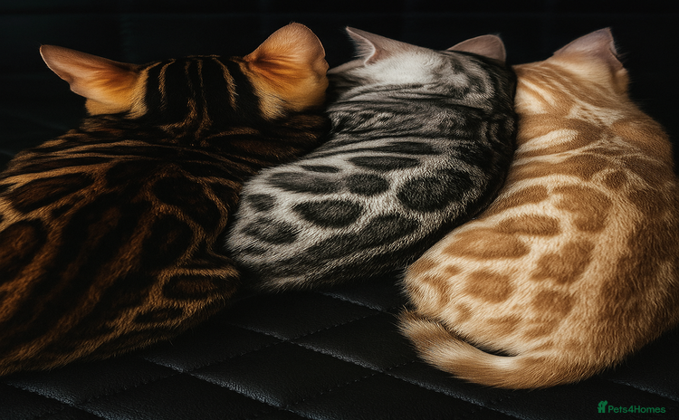 Bengal cats - Advert 11