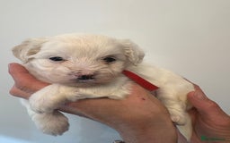 Maltipoo dogs for sale: 🤩 6 stunning Maltipoo puppies 🤩 - Image 6