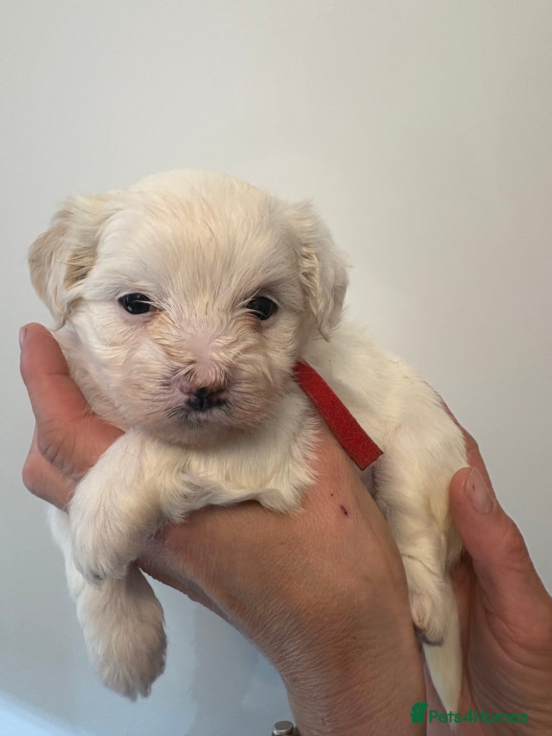 Maltipoo dogs for sale: 🤩 6 stunning Maltipoo puppies 🤩 - Image 6