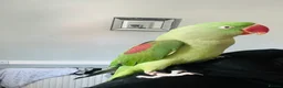 Parrots birds for sale: Baby hand tame Alexandrian Parrot  in Uttoxeter - Advert 5