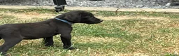 Labrador Retriever dogs for sale: Excellent KC Registered Labrador puppies in Welshpool - Advert 5