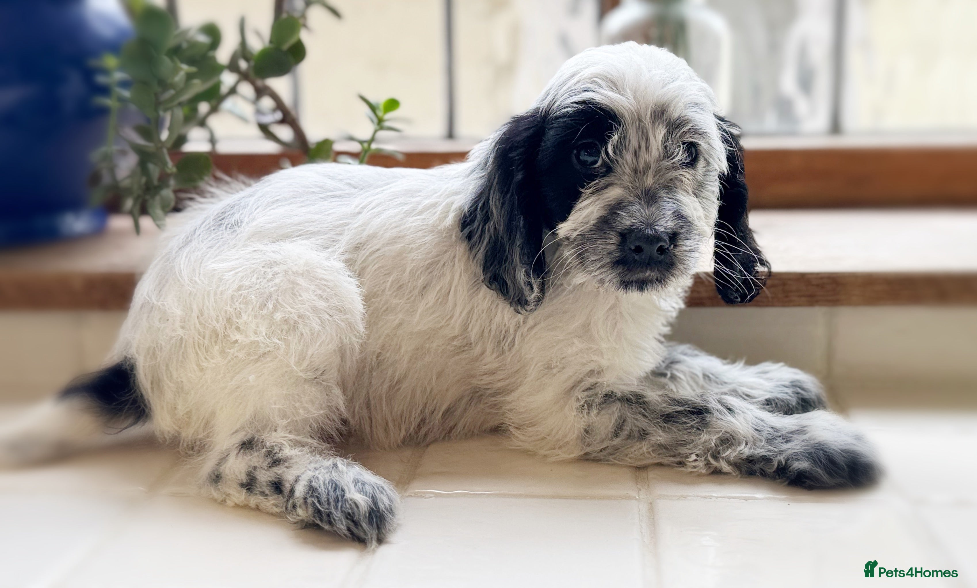 Cockapoo dogs REDUCED Cocker Poo puppies  - Advert 1