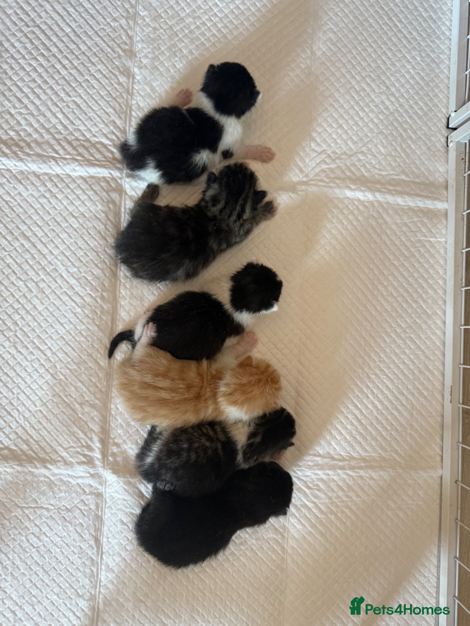 Domestic Shorthair cats 6 kittens  - Advert 13